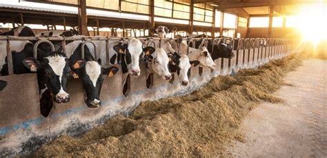 are factory farmed cows fed grass